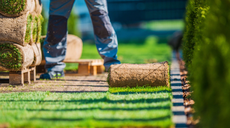 man installing green lawn bermuda grass roll shelton ct